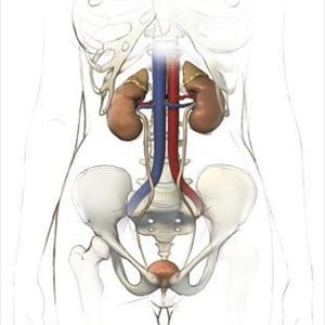 Tests For Chronic Uti Pics - Weak Bladder Symptoms