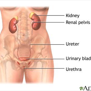 Urinary Tract Infections In Toddlers - Radiology Tests That Detect UTI Related Abnormalities