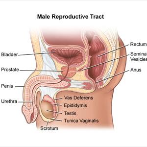 Symptoms Urinary Tract Infection Women - Uti Natural Cure - Naturally Treat Urinary Tract Infection Before Kidney Damage