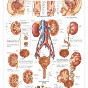 Burning After Urination Information - Remedies For Urinary Tract Infections - 3 Homeopathic Remedies For UTI You Might Not Like To Try