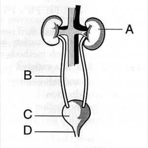 Bladder Inflammation Pictures - Trying A Urinary Tract Infection Natural Remedy - It