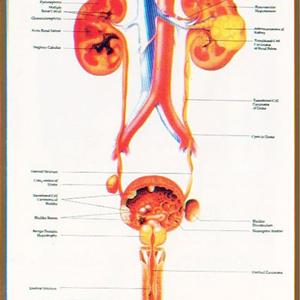 Bunny Urinary Tract Infections - Acidic Diet For Urinary Tract Infections