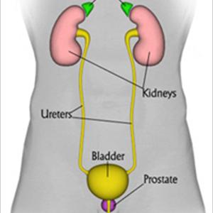 Tests For Chronic Uti Bloggers - Learning About The Prostate Gland