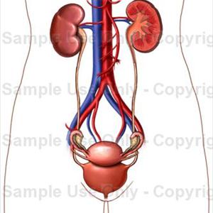 Urinary Tract Infections When See Urologist - Urinary Tract Infection - Did You Know You Can Treat It Naturally?