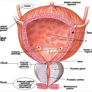 Recurrent Uti - Cranberry Juice - The Natural Remedy For Recurrent UTI