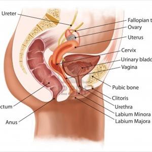 Causes Of Bladder Inflammation Fotos - Self Treatment For Urinary Tract Infections - Home Remedies For A UTI