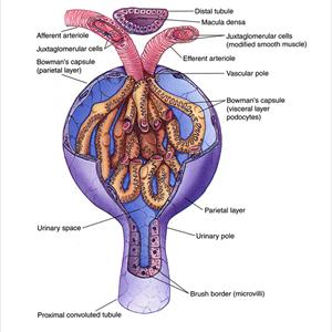 Constant Uti Symptoms - Urinary Infection Remedy - 5 Quick And Easy Ways To Flush And Prevent Urinary Tract Infections