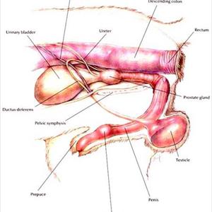 Herbal Remedies For Urinary Tract Infections - Urinary Tract Infection Antibiotics - Is A Natural Treatment Healthier?