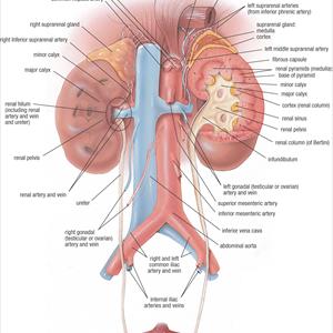 Urinary Tract Infection Selftest - Bladder Infection Should Be Treated And Identified Early