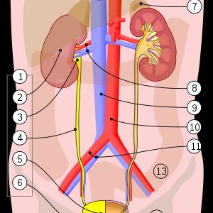 Uti Report Review - Over The Counter UTI Treatment - The Growing Concerns About Self-Medication Using Otcs