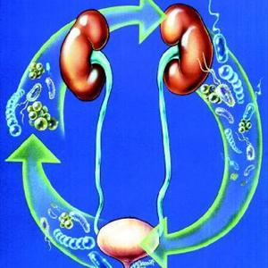 Urinary Tract Health - UTI Home Remedies