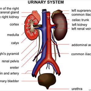 Burning Sensation During Urination Answers - Precursors And Threats Associated With Bladder Cancer