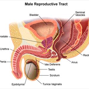 Uti Report - 7 Things You Didn-T Know About Incontinence