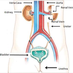 Cause Of Uti - Incontinence: An Inherited Condition?