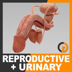Urinary Tract Infection Home Cure - Kidney Infection Requires Immediate Medication