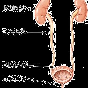 Urinary Tract Infection Toddler - How Can You Diagnose Urinary Infection?